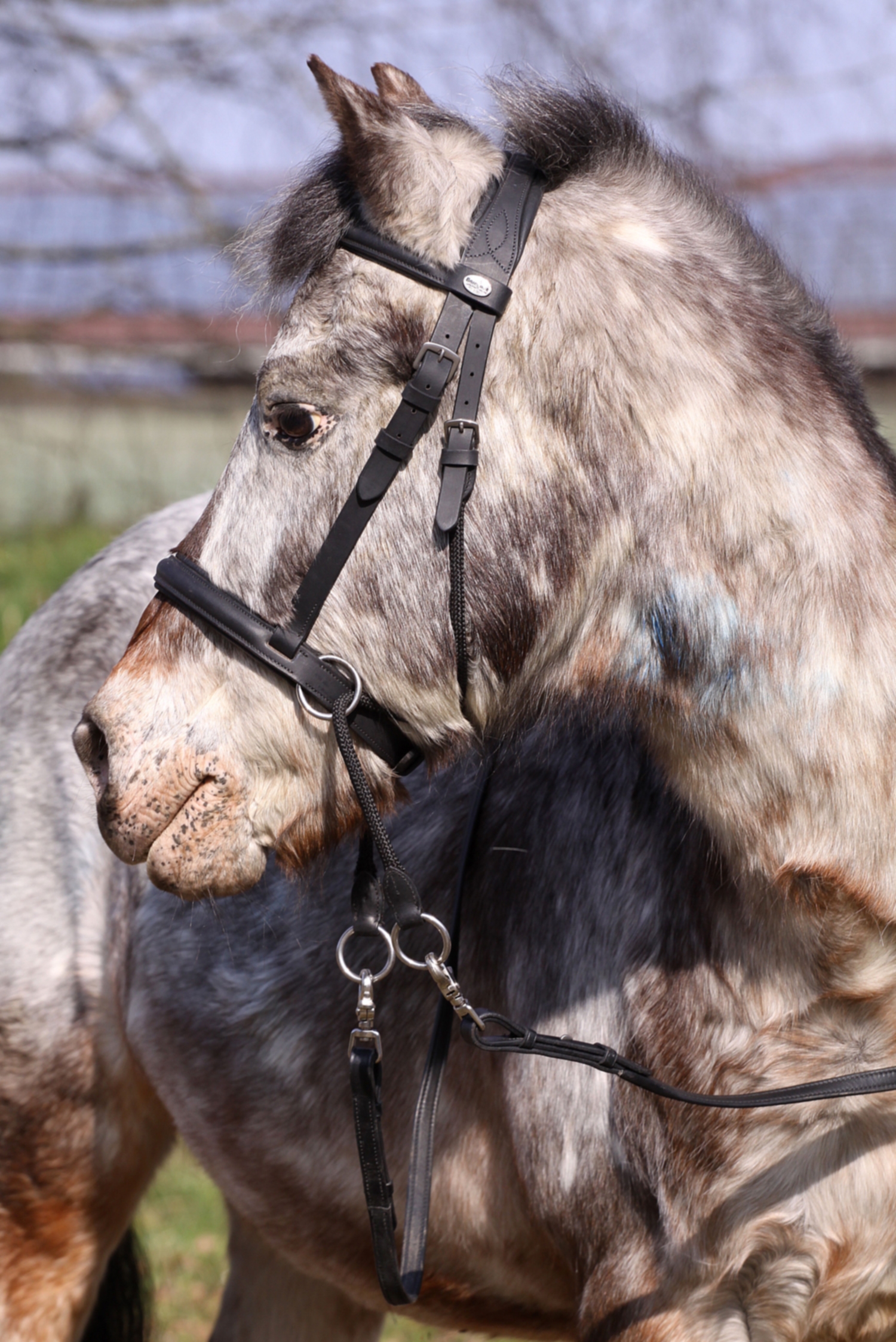 Gebisslose Zäumung Walnut Pony