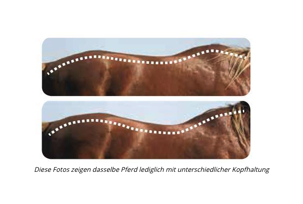 ruckenlinie-pferd_5 ruckenlinie-pferd_5